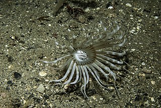 Arachnactidae Family of sea anemones