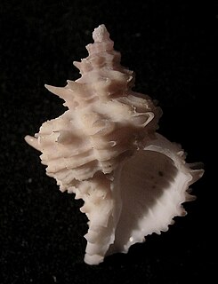 <i>Babelomurex cariniferus</i> Species of gastropod