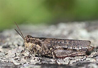 <i>Baeacris punctulata</i> Species of grasshopper