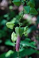 Solche Hüllblätter findet man bei Lophospermum (Plantaginaceae