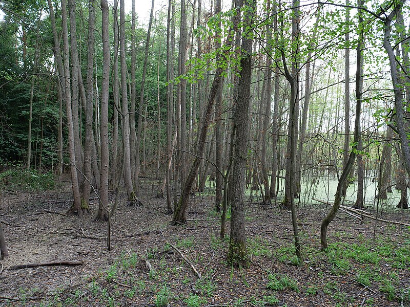 File:Bank of the Teufelsbruch swamp in july 2018 24.jpg