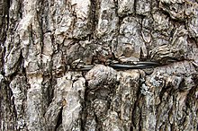 Barbed Wire embedded in Tree Bark. The bark has grown over the