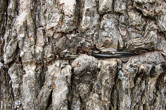 Living tree bark enveloping barbed wire