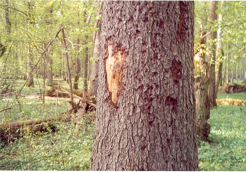 File:Bark beetle and woodpecker signs on spruce bark, May 2007, Bialowieza National Park, Poland.jpg