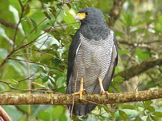 Barred hawk Barred Hawk.jpg