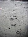 Bear tracks in the mud (e97c2971-0585-49fa-bb97-6adb50a5caf7).JPG