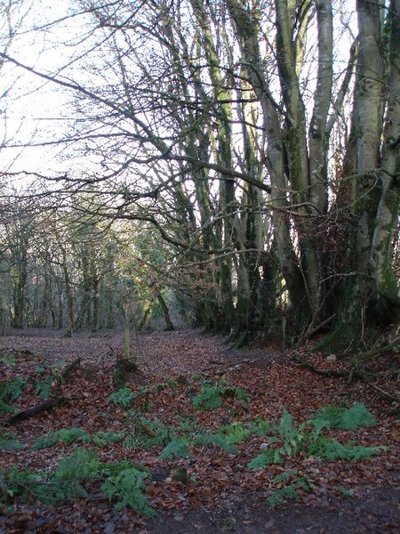 File:Beech hedge in the woods. - geograph.org.uk - 104507.jpg