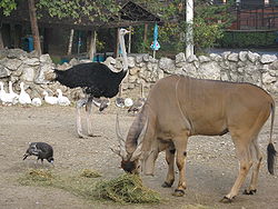 Imagine ilustrativă a articolului Zoo din Belgrad