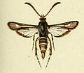 Bembecia hymenopteriformis