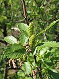 Thumbnail for File:Betula humilis kz05.jpg