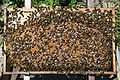 Бджоли на стільниковій рамці