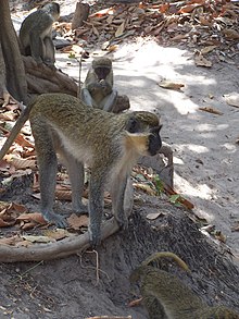 gambia tourist resorts