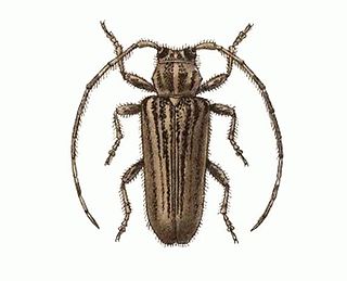 <i>Estola vittulata</i> Species of beetle