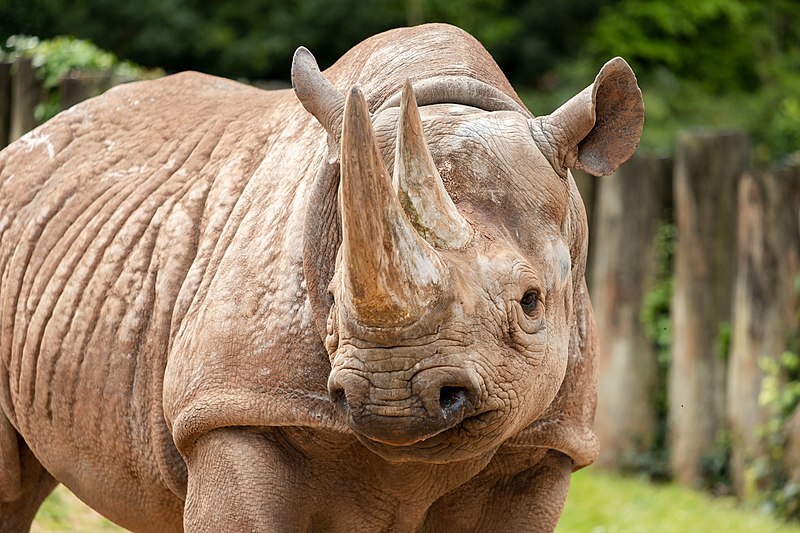 File:BlackRhinoSitaLR-7.jpg