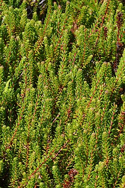 Crowberry (Empetrum sp.)