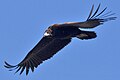 Black Vulture 1.jpg