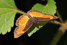 Hitam dan oranye (Vanessula milca latifasciata) female.jpg