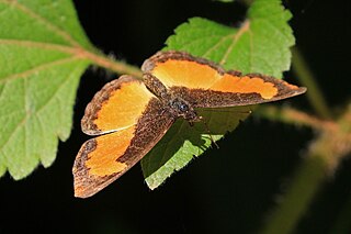 <i>Vanessula</i> Genus of butterflies