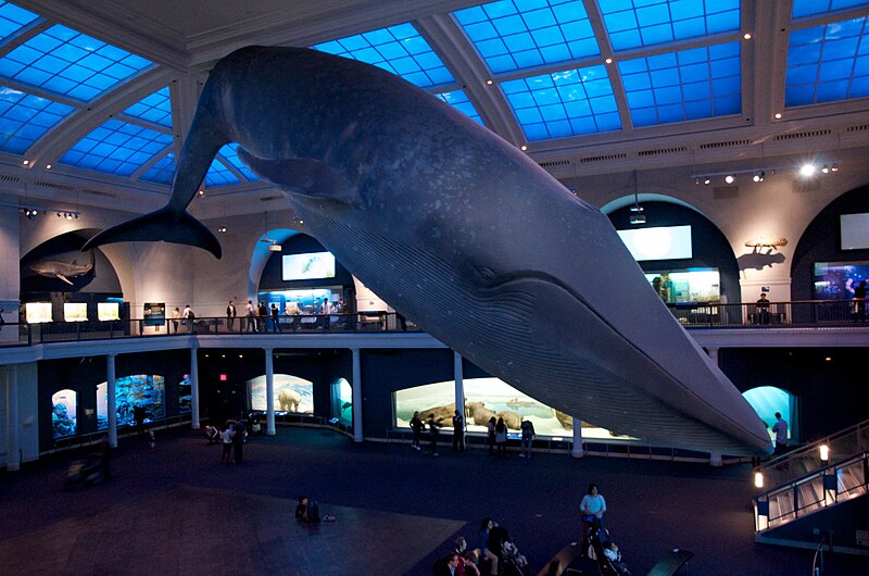 File:Blue-Whale-0009.jpg