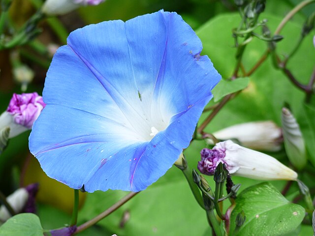 640px-Blue_Ipomoea_tricolor_flower.jpg (640×480)