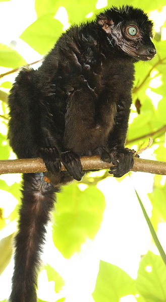 File:Blue eyed black lemur by Bruce McAdam.jpg