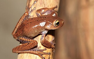 <i>Bokermannohyla ahenea</i> Species of amphibian