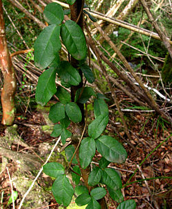 Boquila trifoliata.jpg