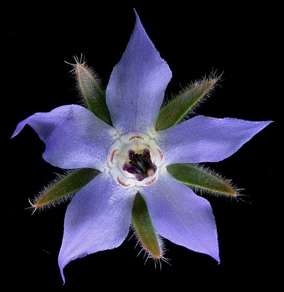 File:Borago officinalis 15-p.bot-bora.offi-005.jpg