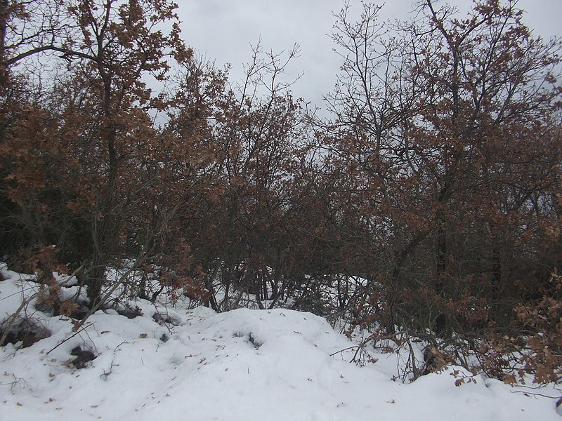 File:Bosco presso Santo Stefano sotto la neve - panoramio.jpg