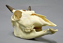 Skull of a nilgai Boselaphus tragocamelus 05 MWNH 1497d.jpg