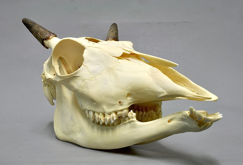 File:Boselaphus tragocamelus 05 MWNH 1497d.jpg