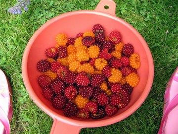 Bowl of salmonberries.jpg