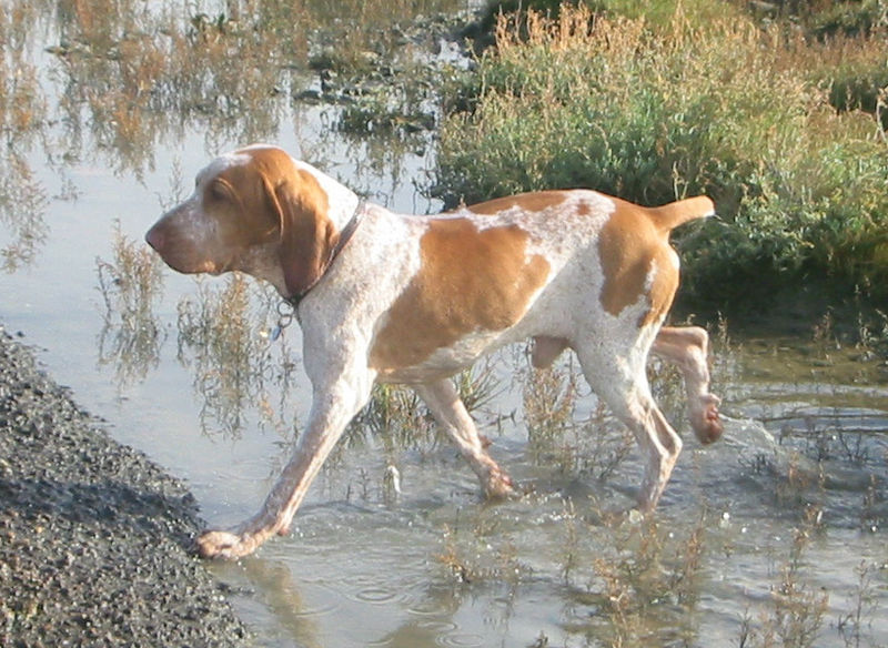 File:Bracco Italiano.jpg