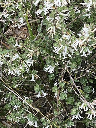 <i>Brachyloma daphnoides</i> Species of plant