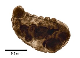 Branchiobdella illuminata, фиксированный материал