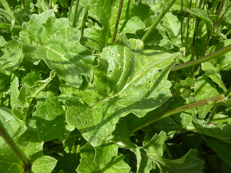 File:Brassica nigra 'Black Mustard' (Cruciferae) leaves.JPG