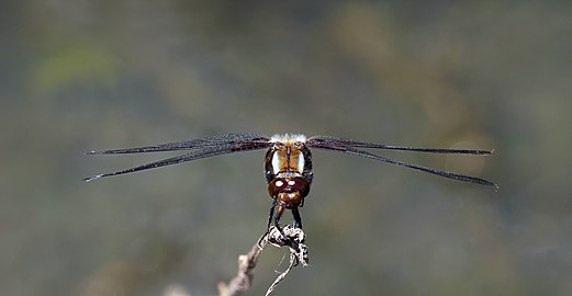 Broad-bodied chaser (2) Libellula depressa ♂