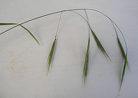 Bromus sterilis