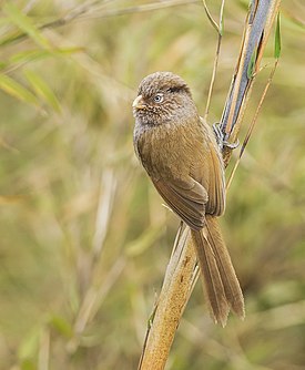 Коричневая сутора (Cholornis unicolor)