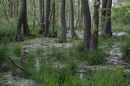 Naturschutzgebiet - Ladebower Moor