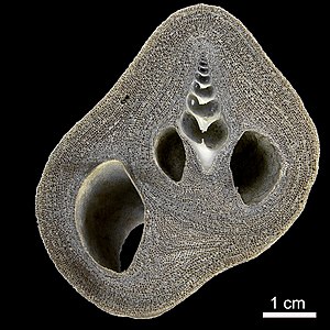 Bryozoa