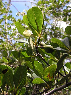Buchenavia tetraphylla (8688244656).jpg