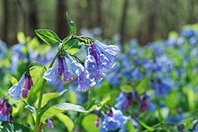 Bluebells blooming in Bull Run Park Bull Run Park - Mertensia virginica - 05.jpg