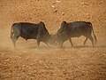 छोटो चित्र ०९:४८, १२ मे २०१६ संस्करणको रुपमा