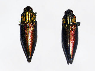 <i>Cyphogastra semipurpurea</i> species of insect