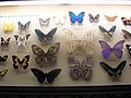 Butterflies in a display case