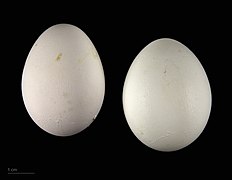 Cacatua haematuropygia (red-vented cockatoo) eggs