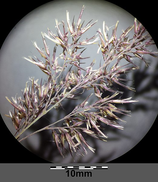 File:Calamagrostis epigejos sl14.jpg