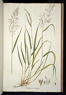 Calamagrostis villosa illustration (01).jpg