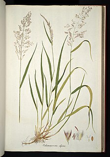 <i>Calamagrostis villosa</i> Species of grass